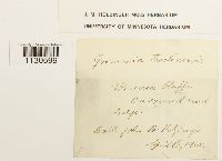 Grimmia teretinervis image