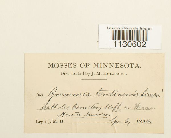 Grimmia teretinervis image