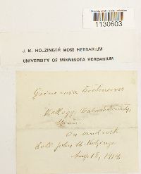 Grimmia teretinervis image