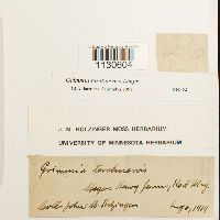 Grimmia teretinervis image