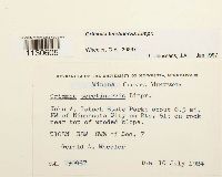 Grimmia teretinervis image