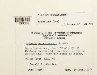 Grimmia teretinervis image