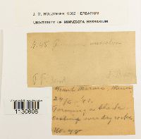 Grimmia unicolor image