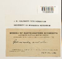 Grimmia unicolor image