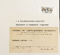 Grimmia unicolor image