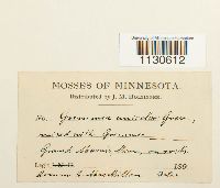 Grimmia unicolor image