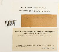 Grimmia unicolor image