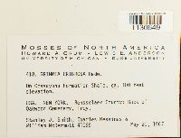 Coscinodon cribrosus image