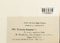 Grimmia donniana image