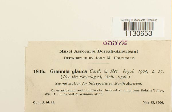 Grimmia laevigata image