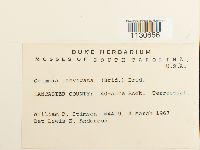 Grimmia laevigata image