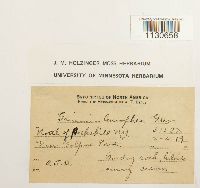 Grimmia laevigata image