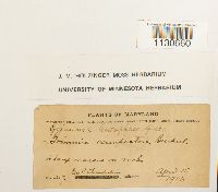 Grimmia laevigata image