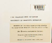 Grimmia laevigata image