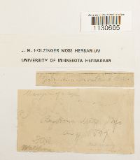 Grimmia montana image