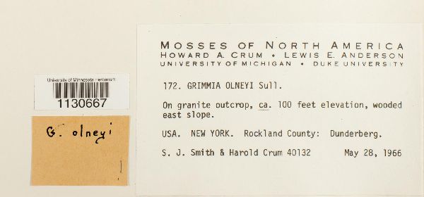 Grimmia olneyi image