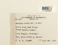 Grimmia ovalis image