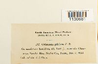 Grimmia pilifera image