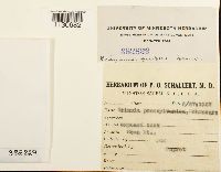 Grimmia pilifera image