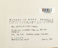 Grimmia pilifera image