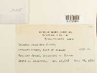 Grimmia pilifera image