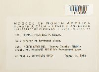 Grimmia pilifera image