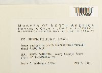 Grimmia pilifera image