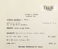 Grimmia pilifera image