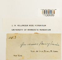 Grimmia pilifera image