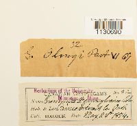 Grimmia pilifera image