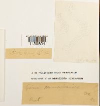 Grimmia pilifera image