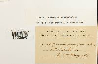 Grimmia pilifera image