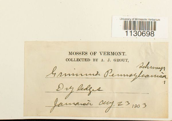 Grimmia pilifera image