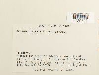 Grimmia torquata image