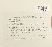 Grimmia unicolor image