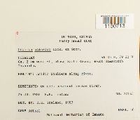 Grimmia unicolor image