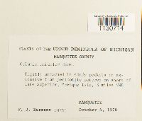 Grimmia unicolor image