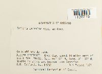 Grimmia unicolor image