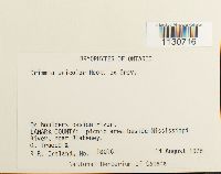 Grimmia unicolor image