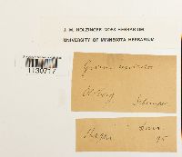 Grimmia unicolor image