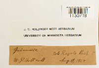 Grimmia unicolor image