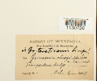 Grimmia teretinervis image