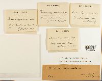 Funaria hygrometrica image