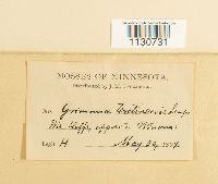 Grimmia teretinervis image