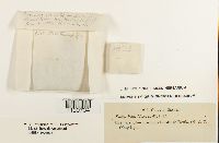 Grimmia olneyi image