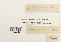 Grimmia anodon image