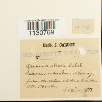 Grimmia atrata image