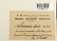 Grimmia atrata image