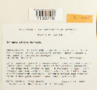 Grimmia atrata image