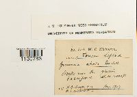 Grimmia atrata image